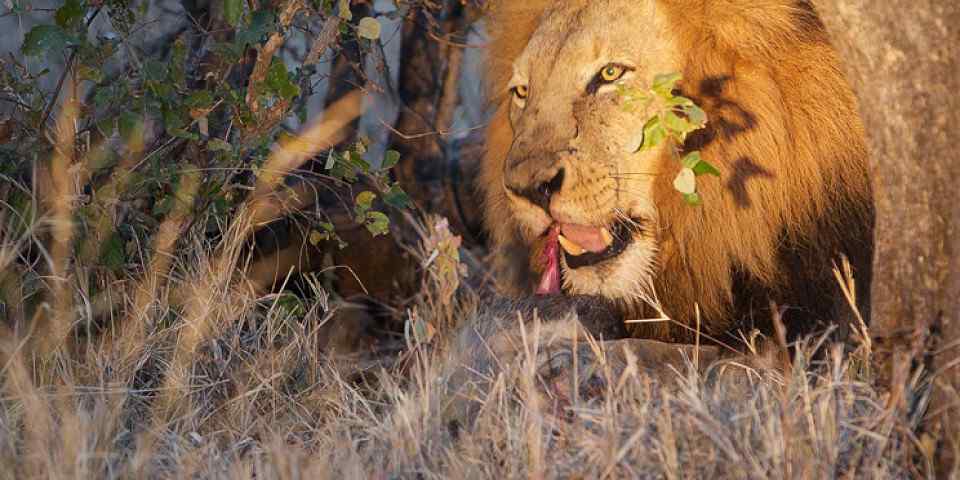 6-Day Big Five + Special Cultural Heritage Tour