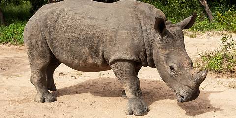 3-Day 4-Star Safari Plains Big 5 Only 2Hrs30Min from Jhb