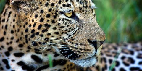 3-Day In Kruger National Park from Cape Town