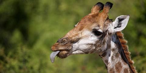 4-Day Exciting Welgevonden Reserve Safari Adventure
