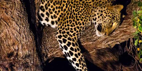 1-Day Kruger Safari at Sunset - Chase Big Five at Dusk