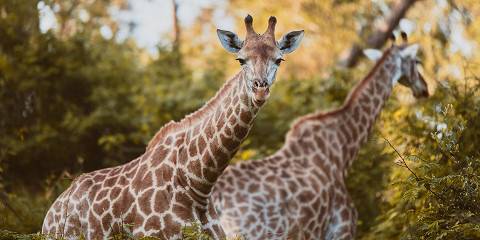 3-Day Timbavati Kambaku Safari Lodge Fly in Safari