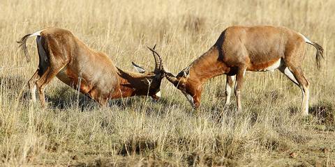 ½-Day Guided Morning Bush Walk at Dinokeng Game Reserve