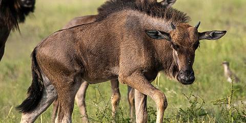4-Day Best of Kruger Safari