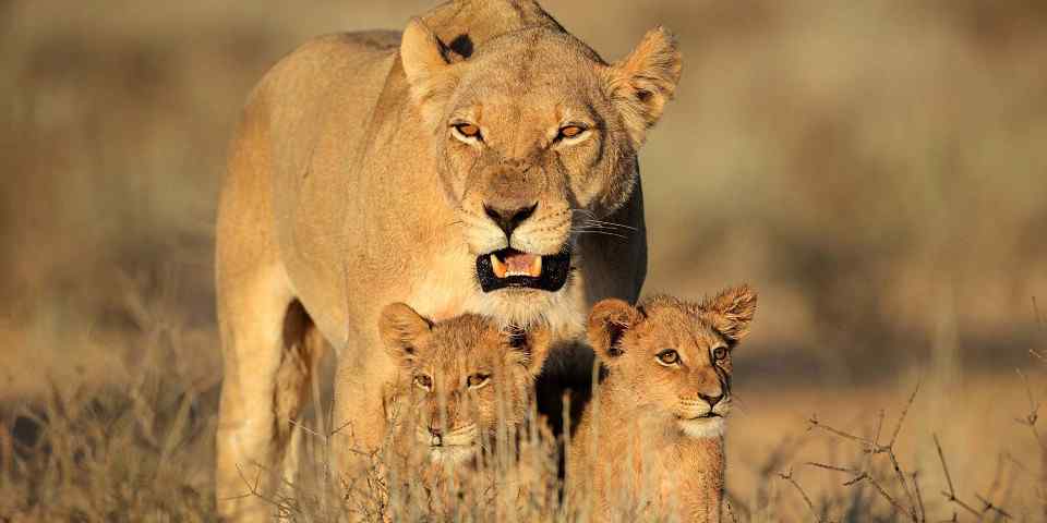 8-Day Kruger-Zambezi-Chobe Safari, Incl Victoria Falls