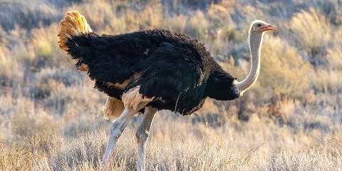11-Day Kalahari Desert & Mabuasehube Explorer