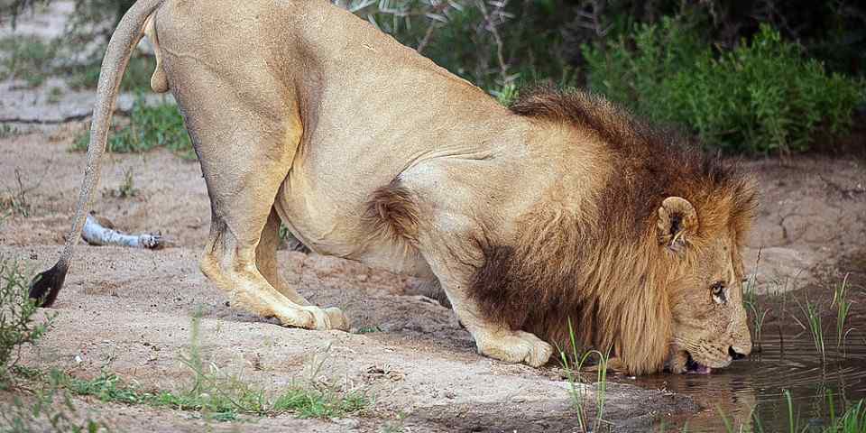 5-Day Fly-in Klaserie and Timbavati Big-5 Luxury Safari