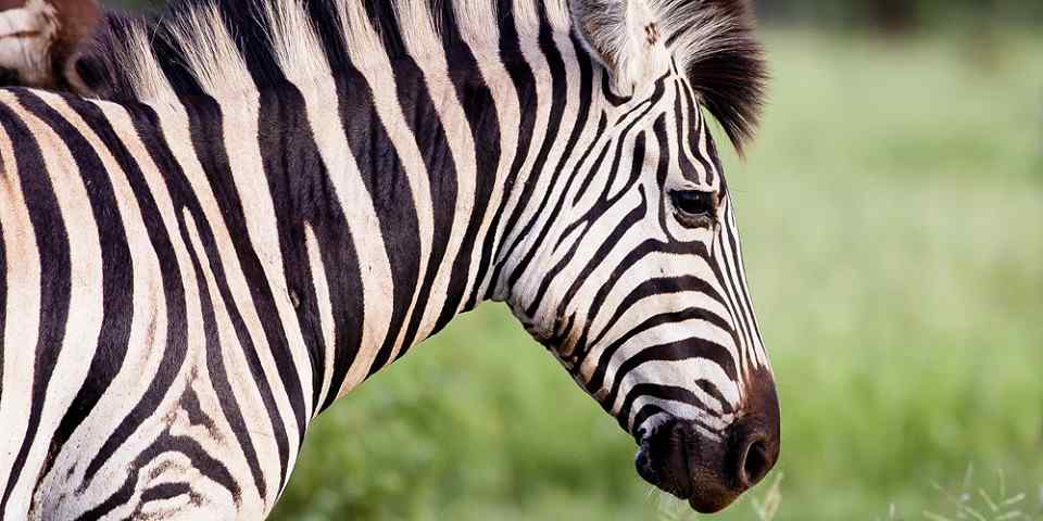 7-Day Safari & City Lights