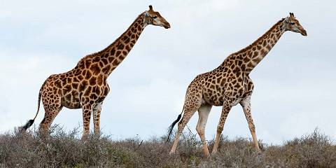 4-Day Luxury Safari Tour Greater Kruger & Panorama Route