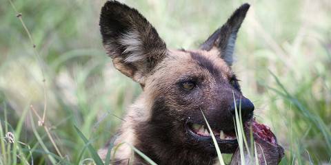 4-Day Klaserie Safari with Baobab Ridge Lodge