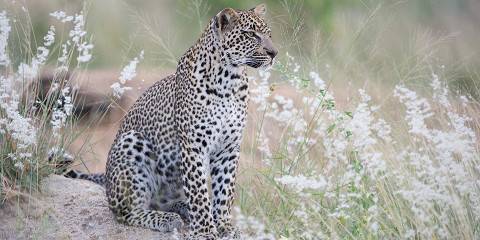 5-Day Fly in Sabi Sabi All Inclusive Safari