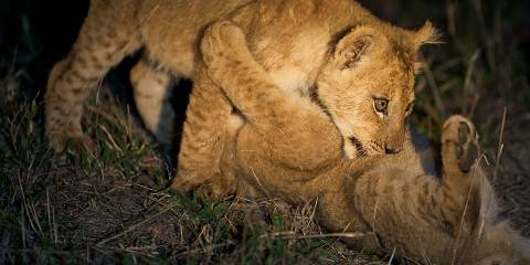 2-Day Night Drive & Bush Walk Safari in Kruger Exclusive