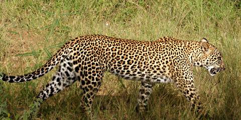 4-Day Greater Kruger Safari with Bateleur Safari Camp