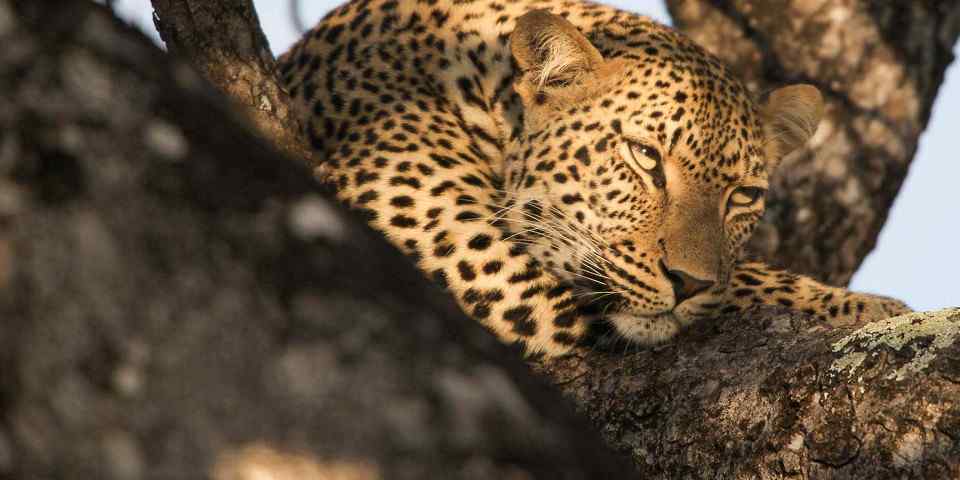 6-Day Affordable Ngorongoro and Serengeti Safari