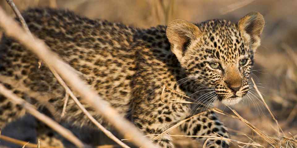 4-Day Classic Kruger National Park Safari