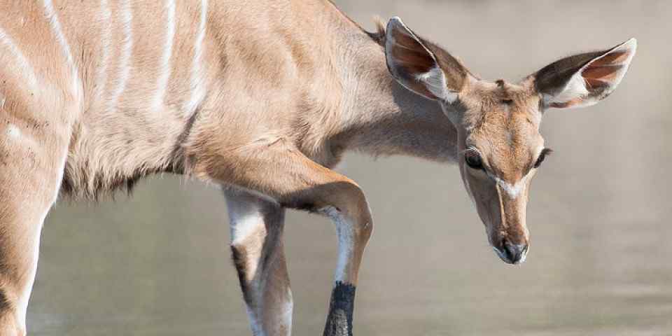 3-Day Wildlife Taste (Mikumi & Udzungwa National Park )