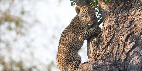 6-Day Safari-Serengeti, L Manyara, Tarangire &Ngorongoro