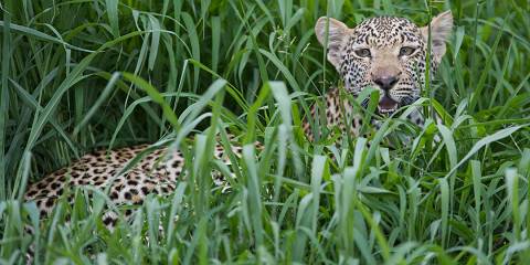 4-Day Sabi Sands Elephant Plains Lodge Safari
