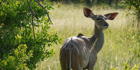3-Day Classic Chalet Safari