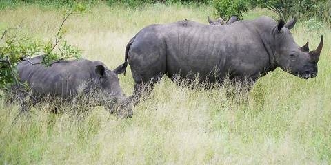 4-Day Greater Kruger Safari with Xanatseni