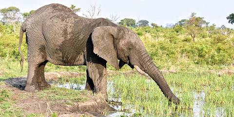 4-Day Private Big 5 Safari at Jamala Madikwe Lodge