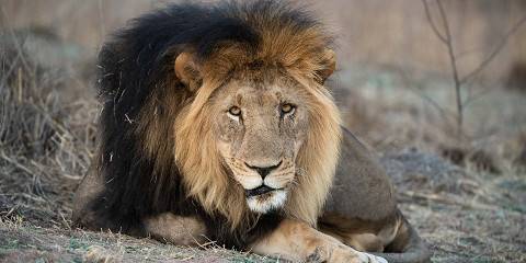 1-Day Lion Park Experience with Pretoria Sightseeing