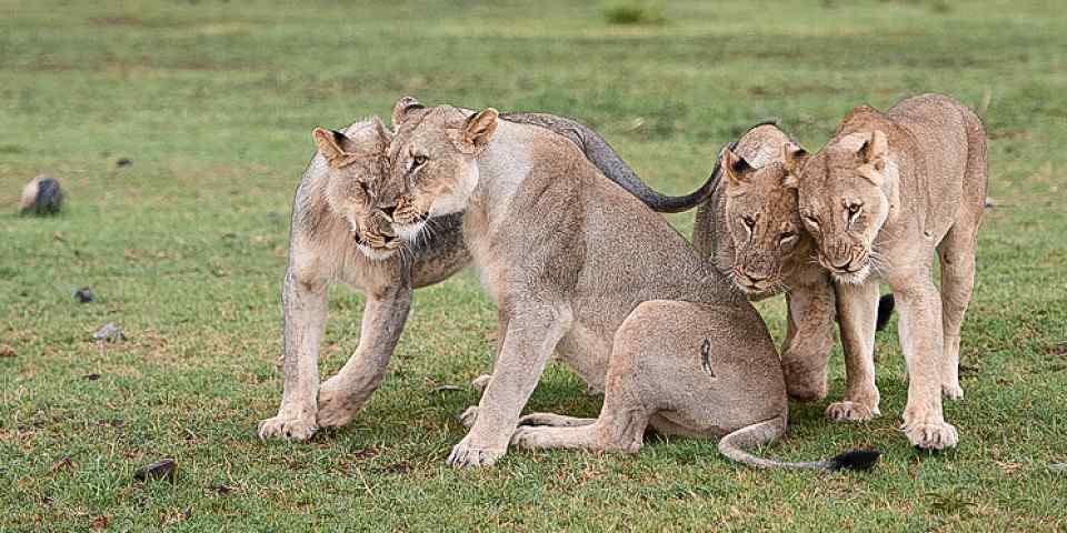 4-Day Last Minutes Safari