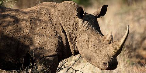 ½-Day Guided Sunset Game Drive at Dinokeng Game Reserve