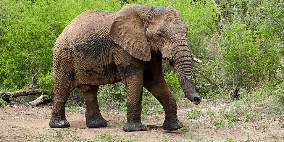 4-Day Malaria-Free Fly in Safari Adventure