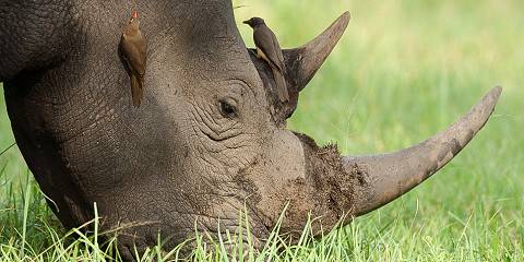 4-Day Cultural & Wildlife Escape at Cheetah Plains