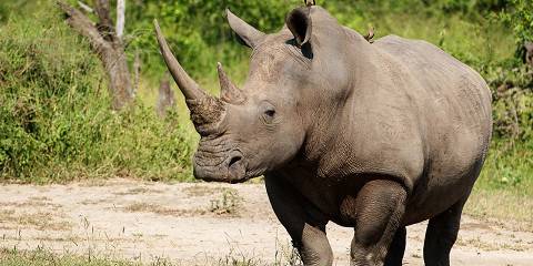 8-Day Kwazulu Natal Beach and Bush Honeymoon