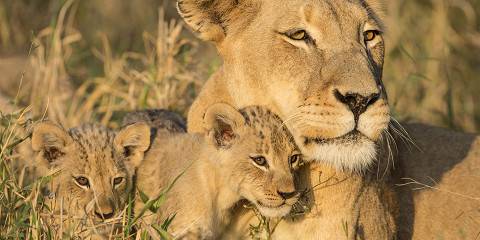 14-Day Cape Town & Malaria Free Family Safari