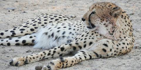 3-Day Manyeleti Ndzhaka Tented Camp Experience
