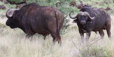 Family Safari, Madikwe Game Reserve, Big Five