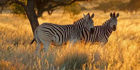 7-Day Cape Town & Kruger Experience