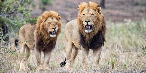 4-Day Mpumalanga Dosage