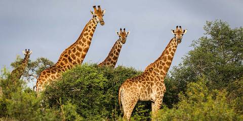 11-Day Cape Town, Safari & Beach