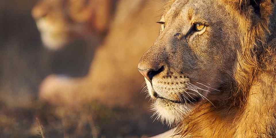 5-Day Private Kruger Big Cat Safari