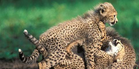 4-Day Private Thornybush Luxury Big Five Safari