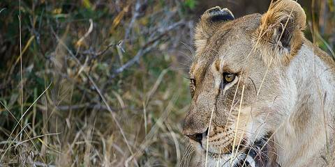 4-Day Malaria Free Big 5 Safari in Madikwe