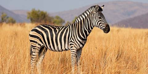 3-Day Luxury Safari at Ivory Tree Game Lodge