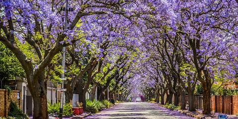 1-Day Pretoria and Safari Park Adventure
