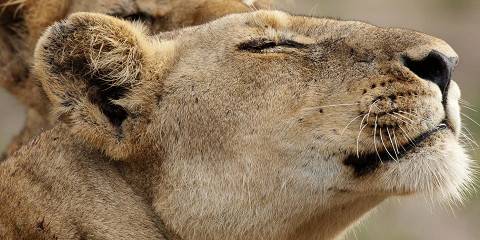 3-Day Pilanesberg Luxury Safari at Ivory Tree Game Lodge