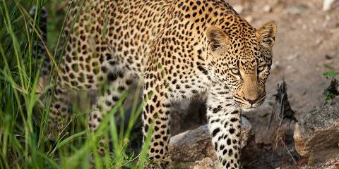 5-Day Luxury Radisson & Greenfire Combo Safari Package