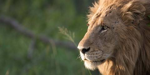 4-Day Kruger & Panorama Tour