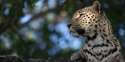 4-Day Kruger National Park Budget Tented Safari
