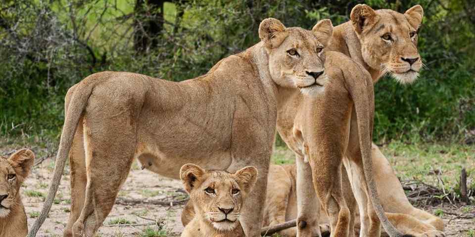 5-Day Tanzania Big Five