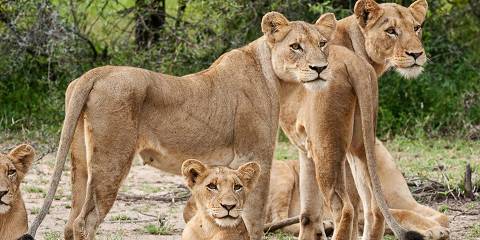 4-Day Luxury Big Kruger & Panorama Safari