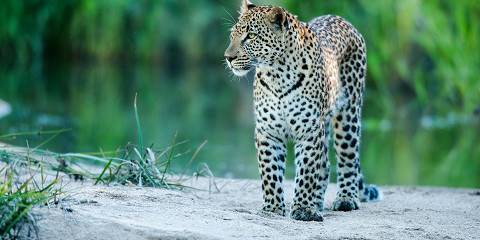 5-Day Private Kruger Experience