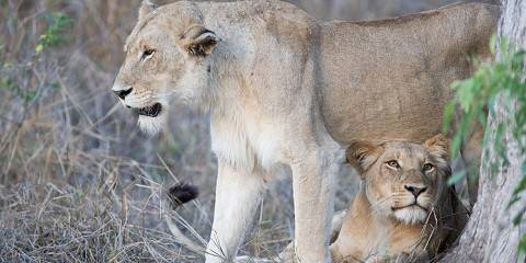 3-Day Days Budget Kruger Safari Tour and Panoramic Route